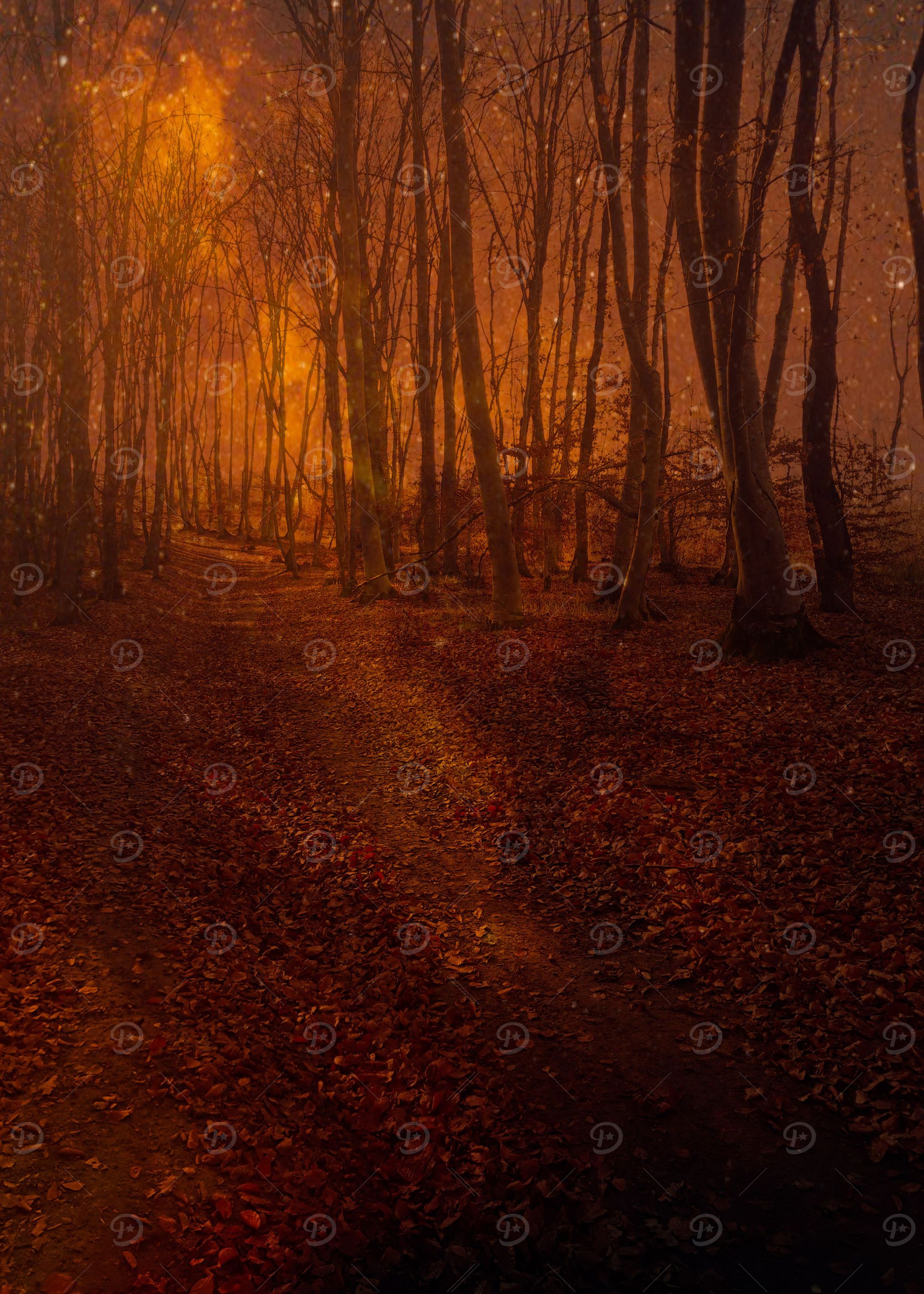 Forest night