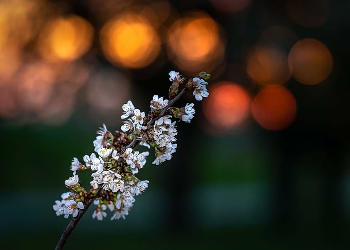 Spring fruit garden