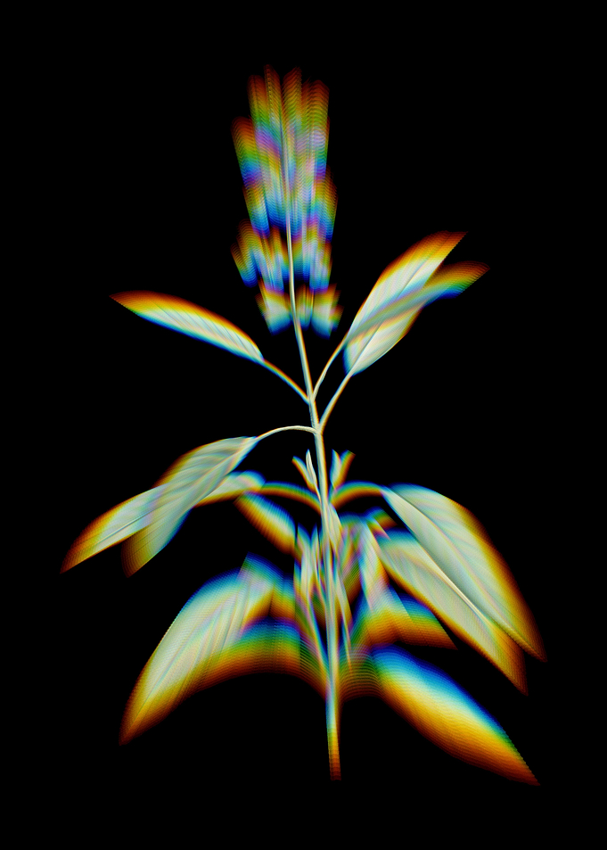 Prism Blooming Sage Plant