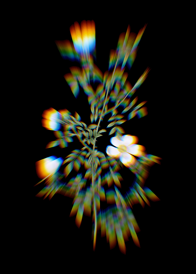 Prism Blooming Hedge Rose
