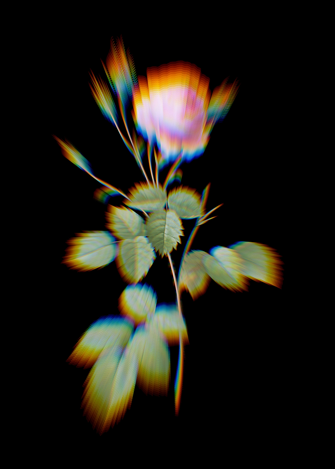 Prism Provence Rose Flower