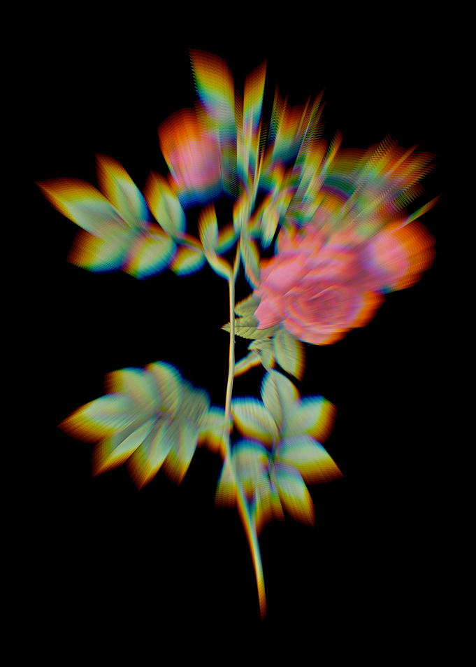 Prism Blooming Turnip Rose