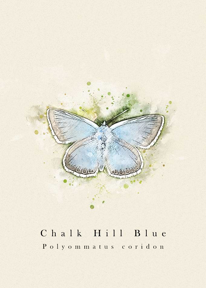 Butterfly chalk hill blue