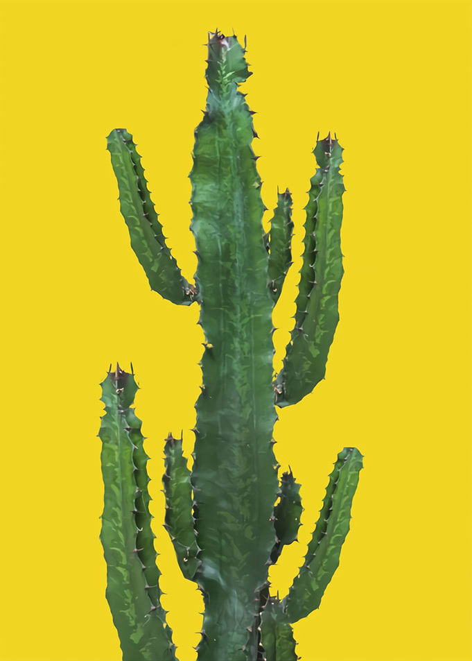 cactus for home decor