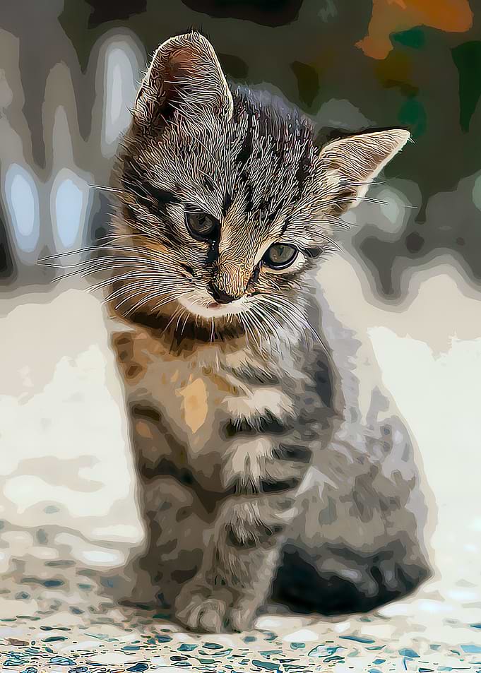 CAT SITTING ON FLOOR