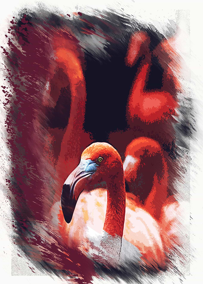 flamingo