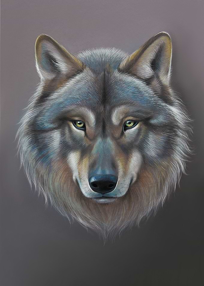 Grey Wolf