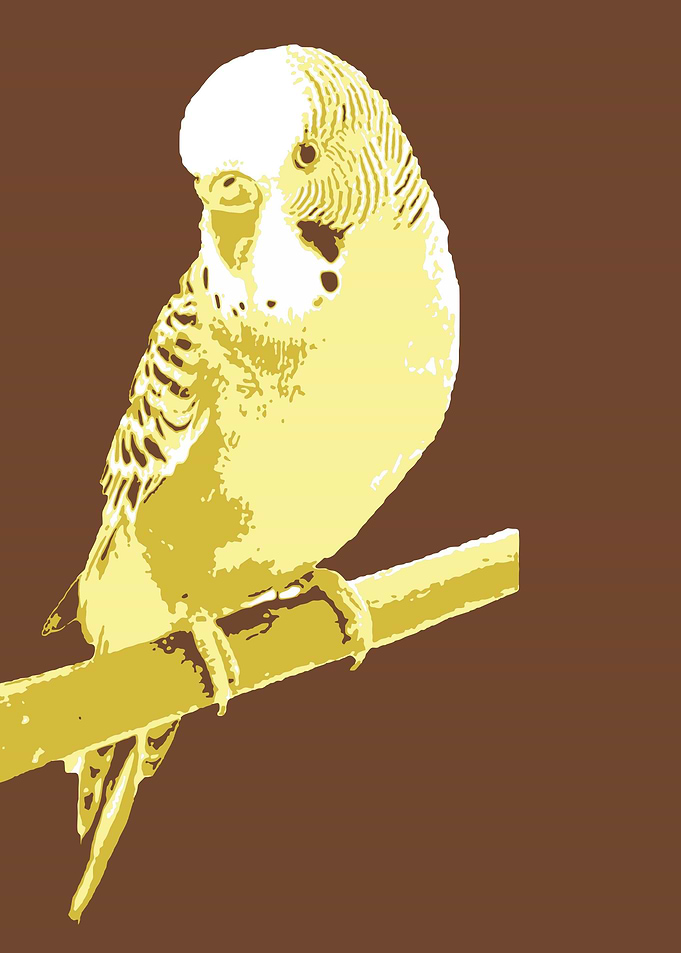 Parrots V11 Pop Art