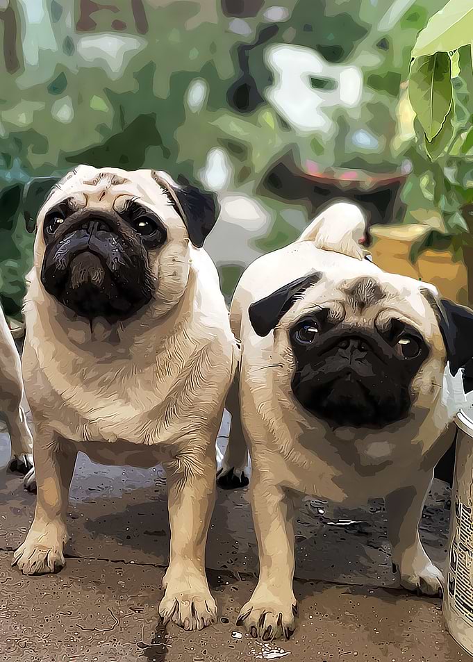 FAWN PUGS DOG