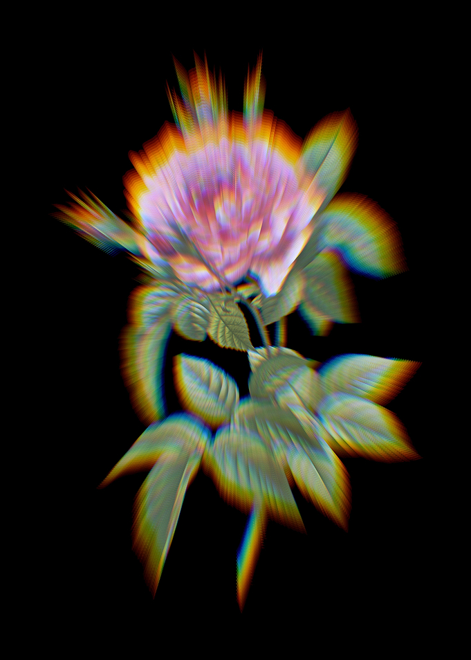 Prism Pink French Rose