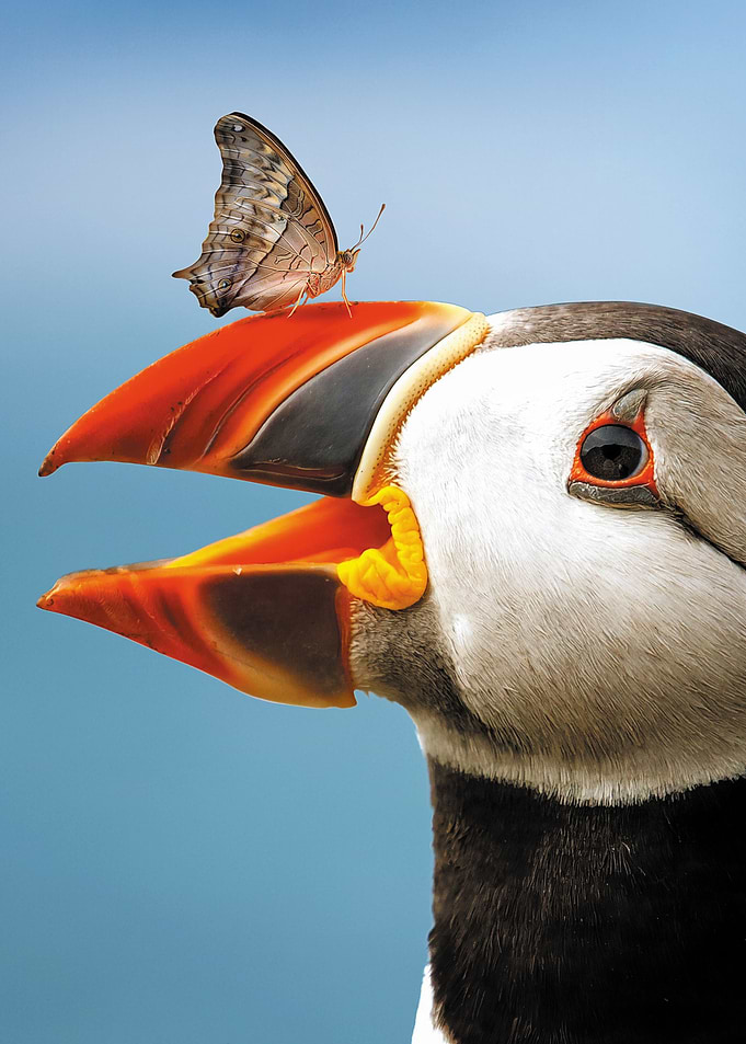 Atlantic Puffin Butterfly