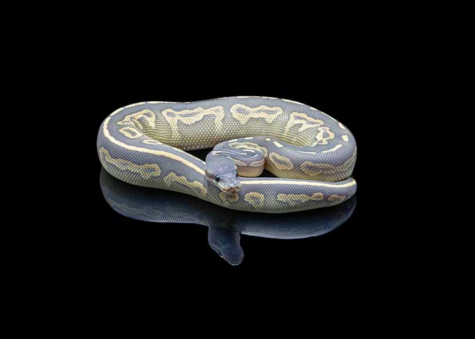 Python