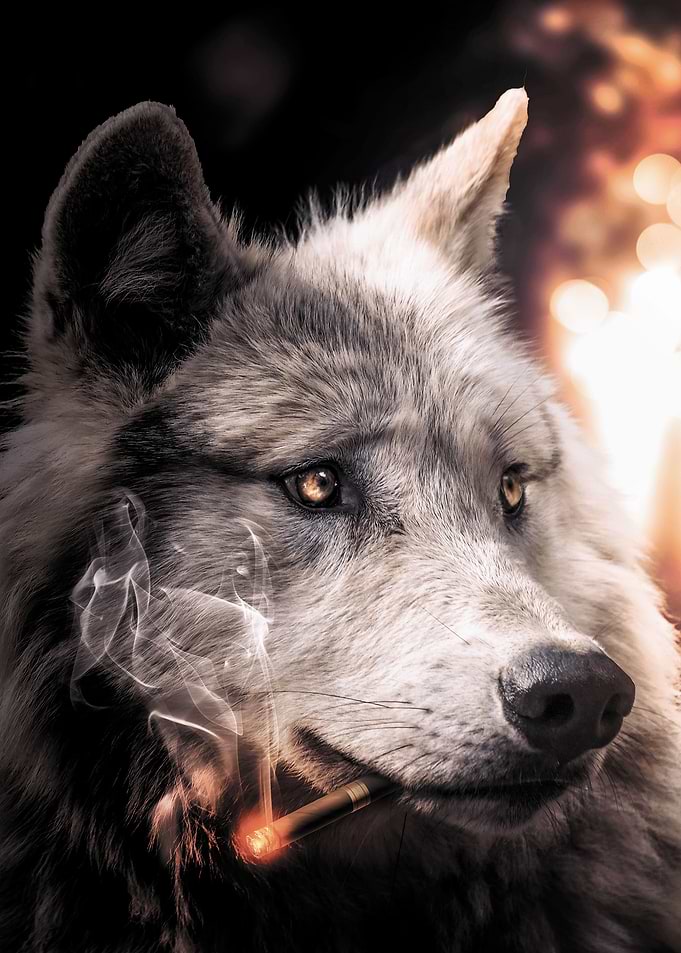 The Big Bad Wolf