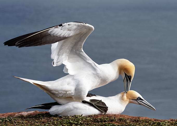 Gannets mating