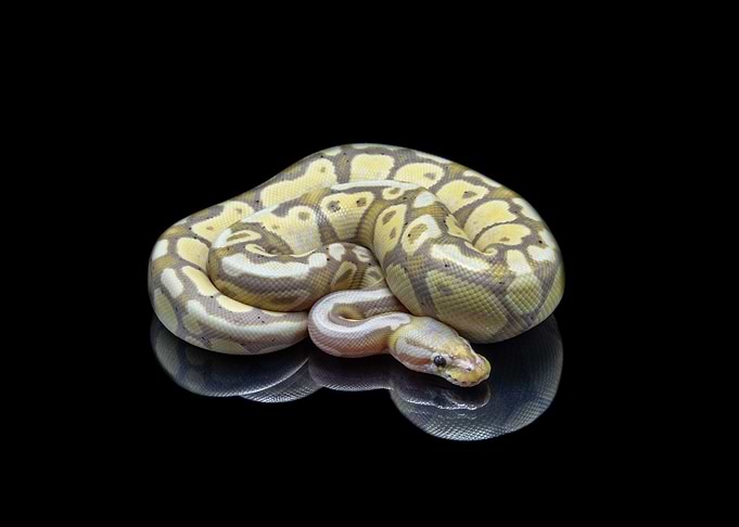 Python