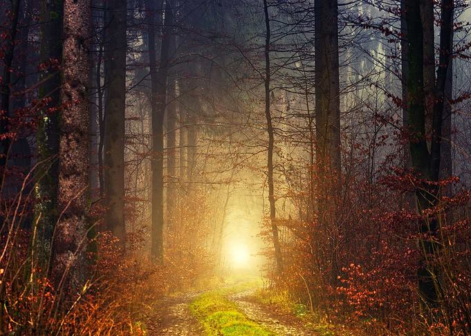 Nature Forest
