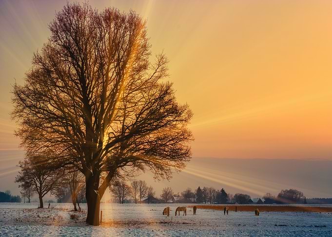 Sunset Tree