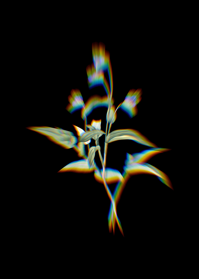 Prism Blue Spiderwort