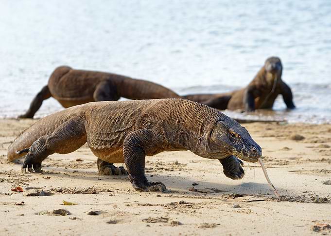 Komodo dragons on beach
