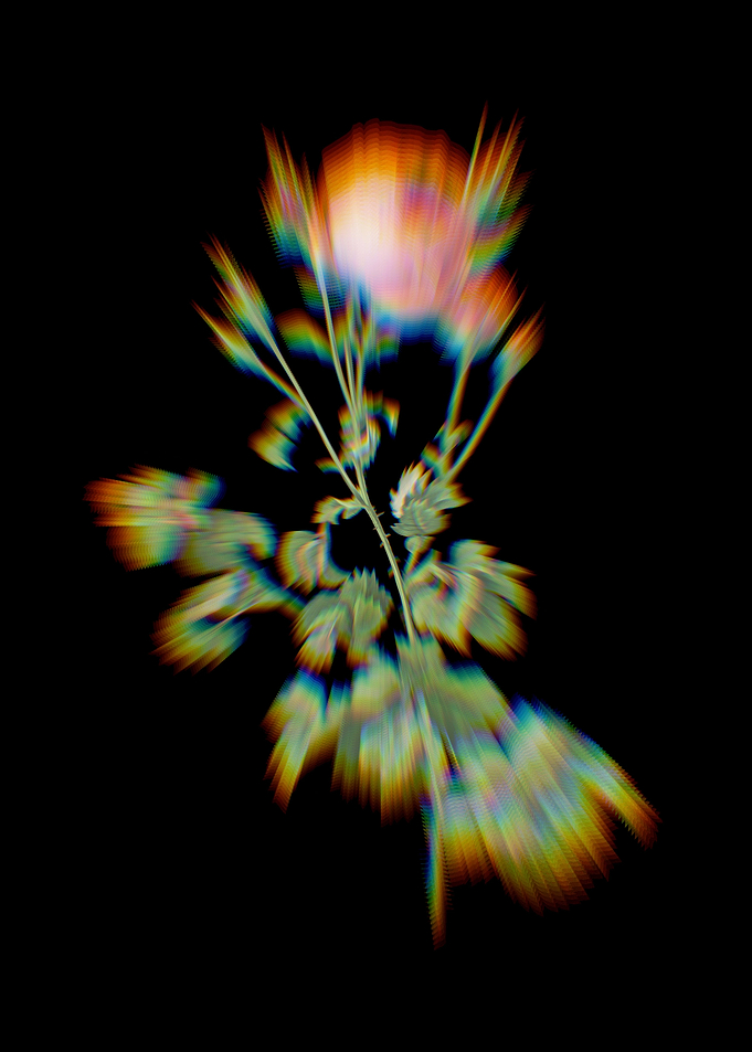 Prism Celery Leaved Rose