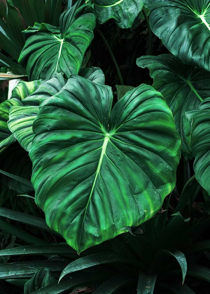 Tropical leaf
