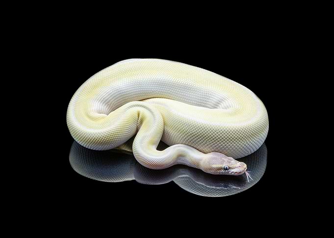 Python