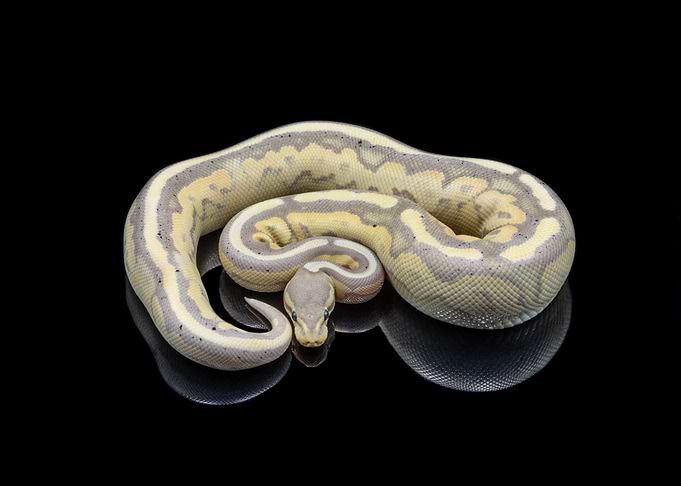 Python