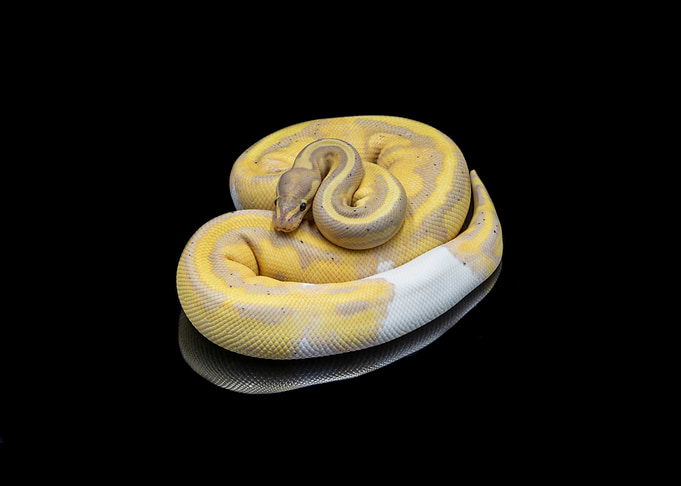 Python