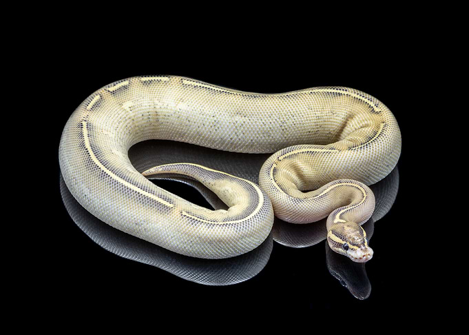Python