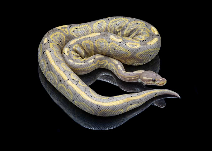 Python