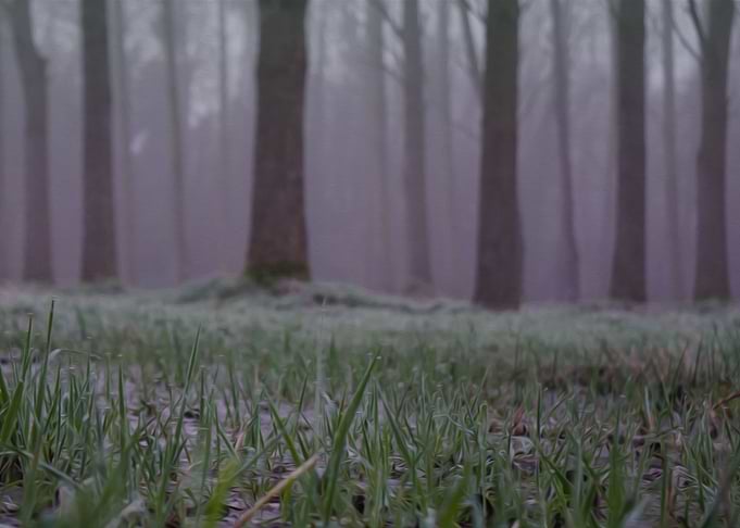 Grass near the Lake