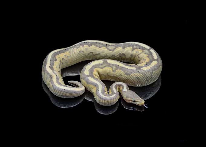 Python