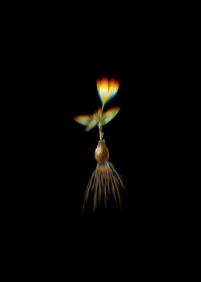 Prism Cape Tulip