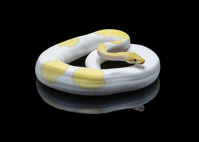 Python