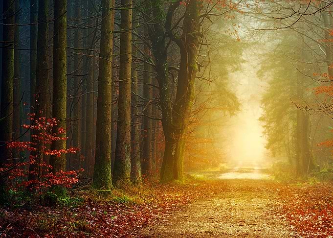 Nature Forest