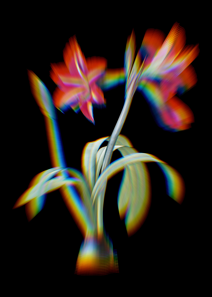 Prism Brazilian Amaryllis