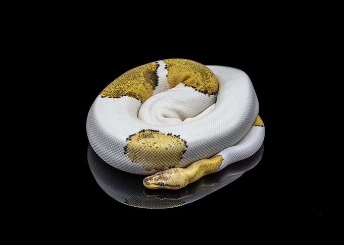 Python