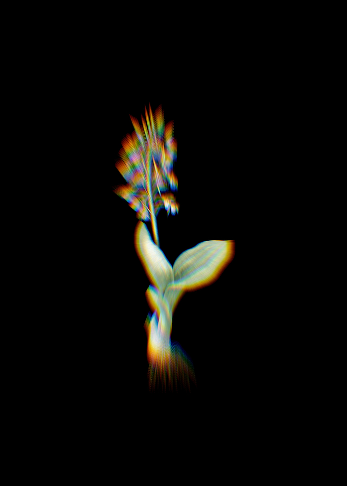 Prism Brown Widelip Orchid