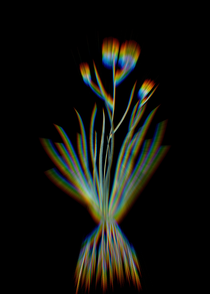 Prism Blue Corn Lily Flora