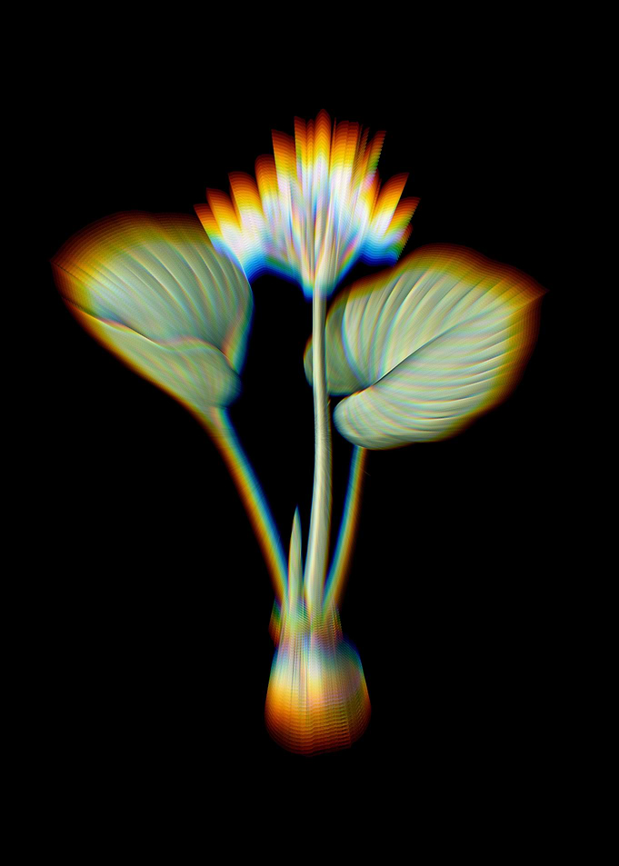 Prism Cardwell Lily