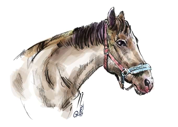 Arabian Horse