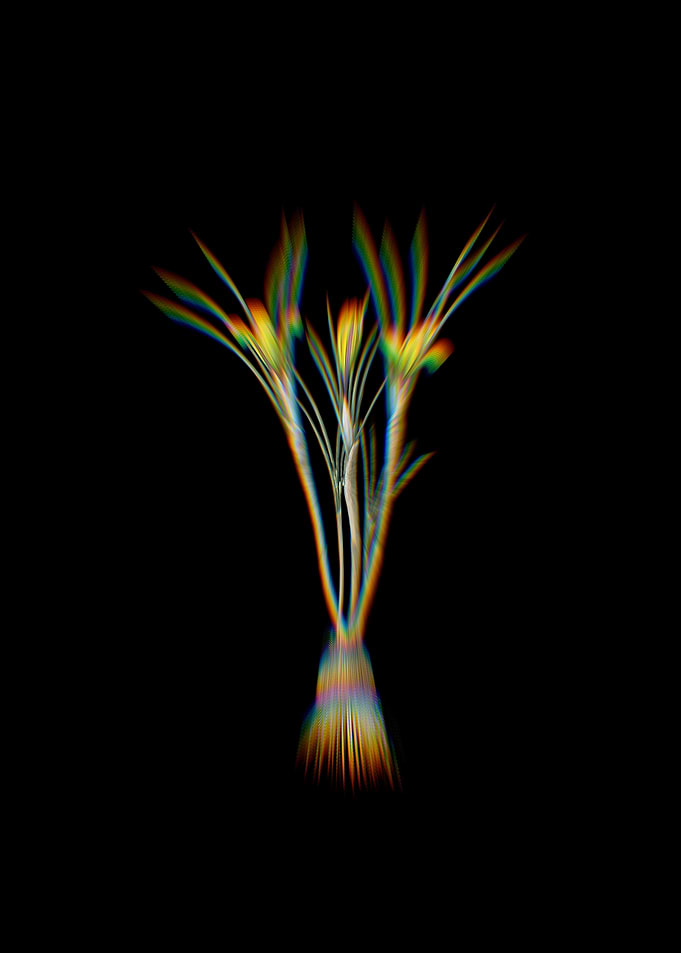 Prism Cloth of Gold Crocus