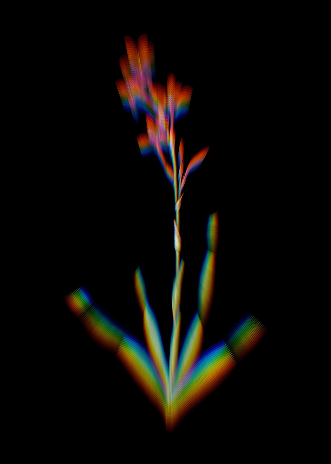 Prism Bugle Lily