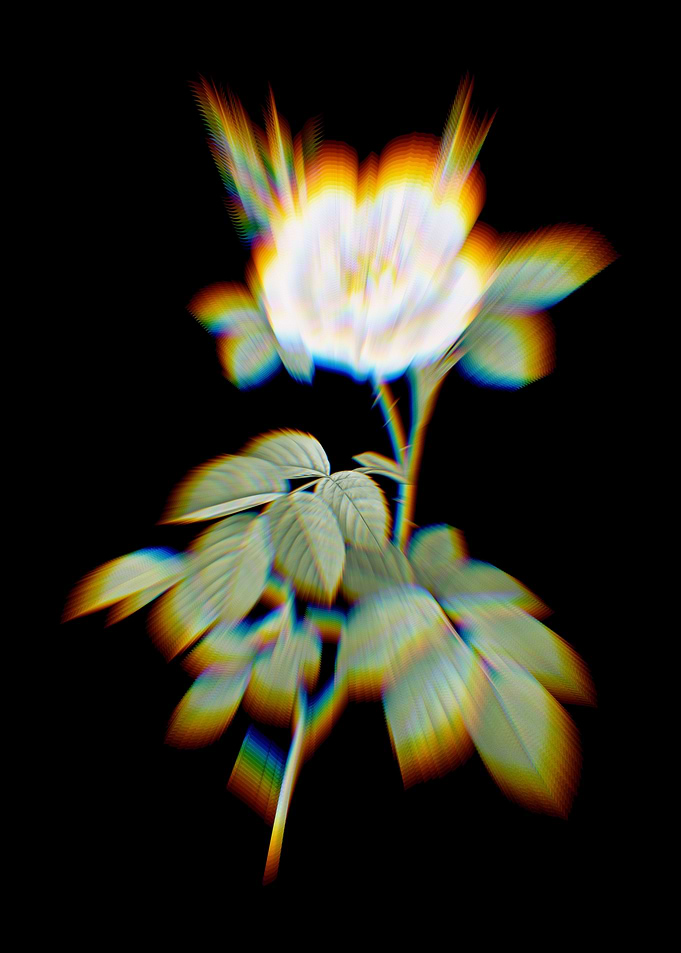 Prism White Rose Flowers