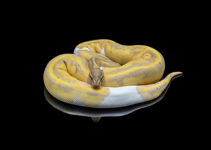 Python