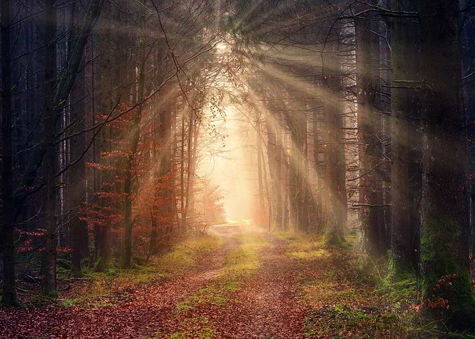 Forest View
