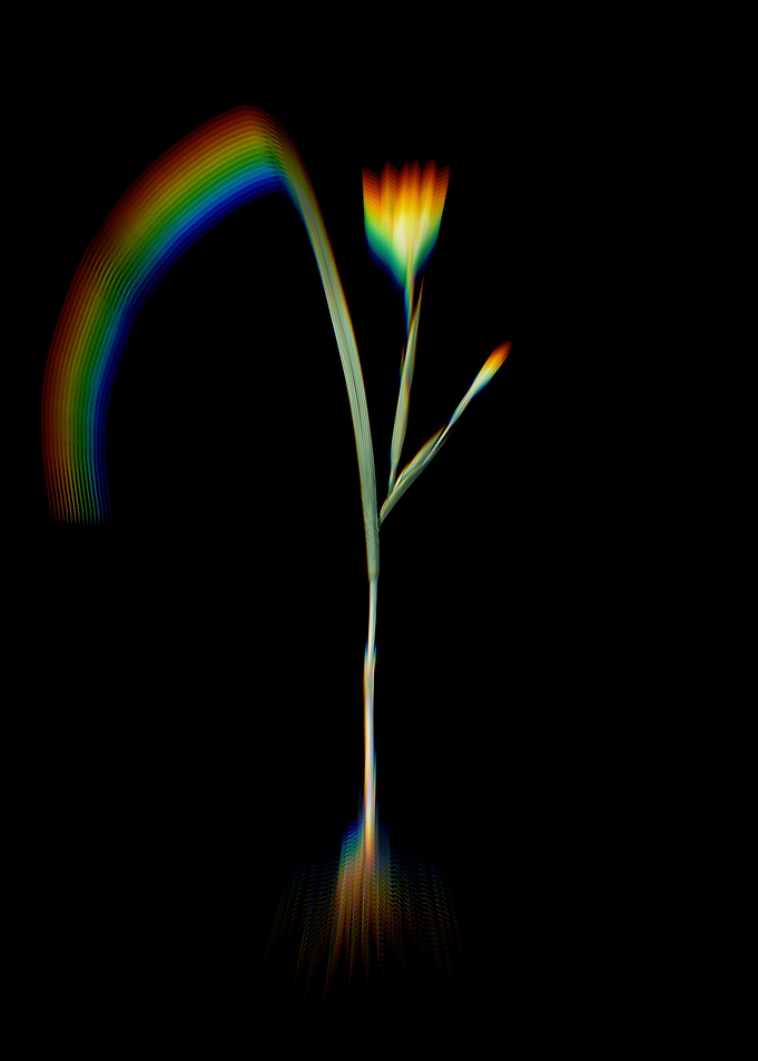 Prism Cape Tulip