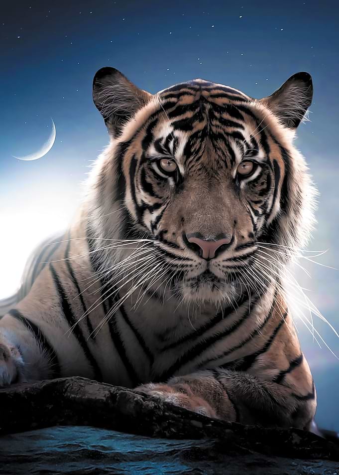 The Tiger and The Moon