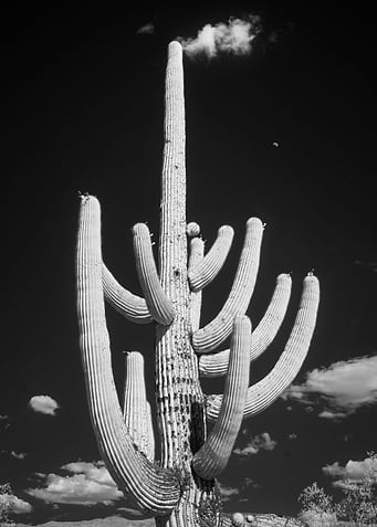 Southwest Desert Cactus
