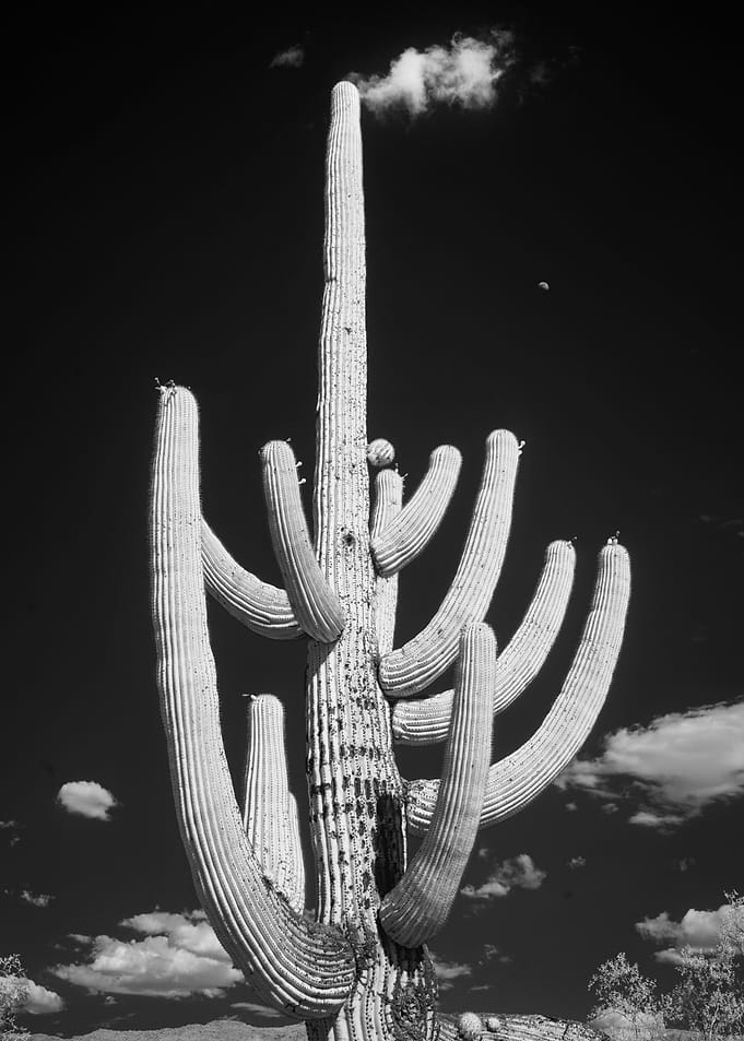 Southwest Desert Cactus